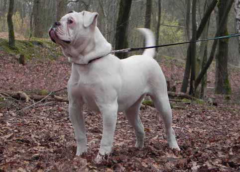 Amerikaanse bulldog